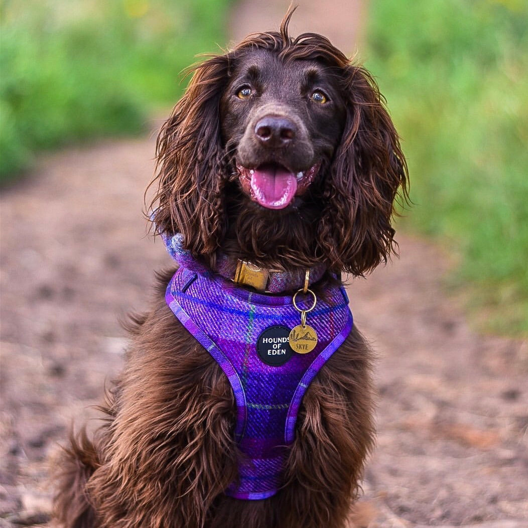 Molly Harris Tweed Dog Collar Pink Purple Tuquoise Tartan