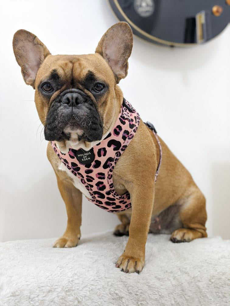 Blushing Leopard Pink Dog Harness