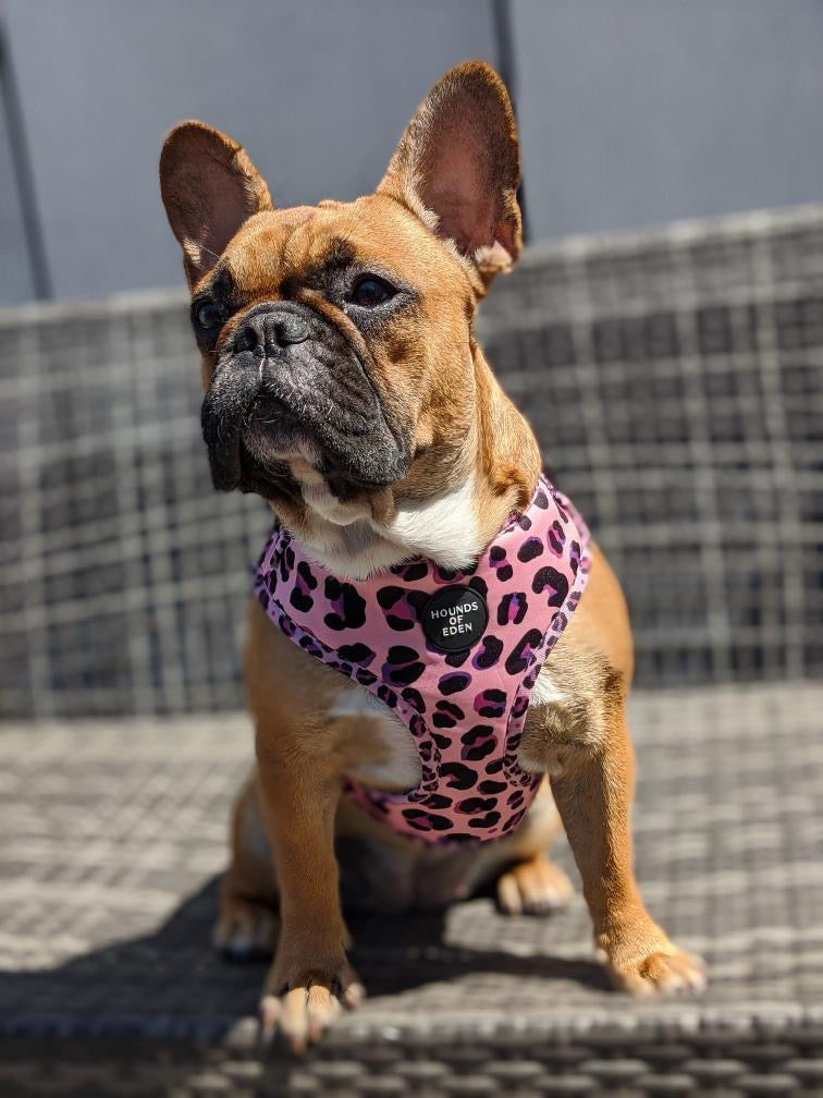 Blushing Leopard Pink Dog Harness