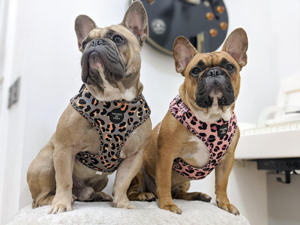 Pretty dog harness best sale