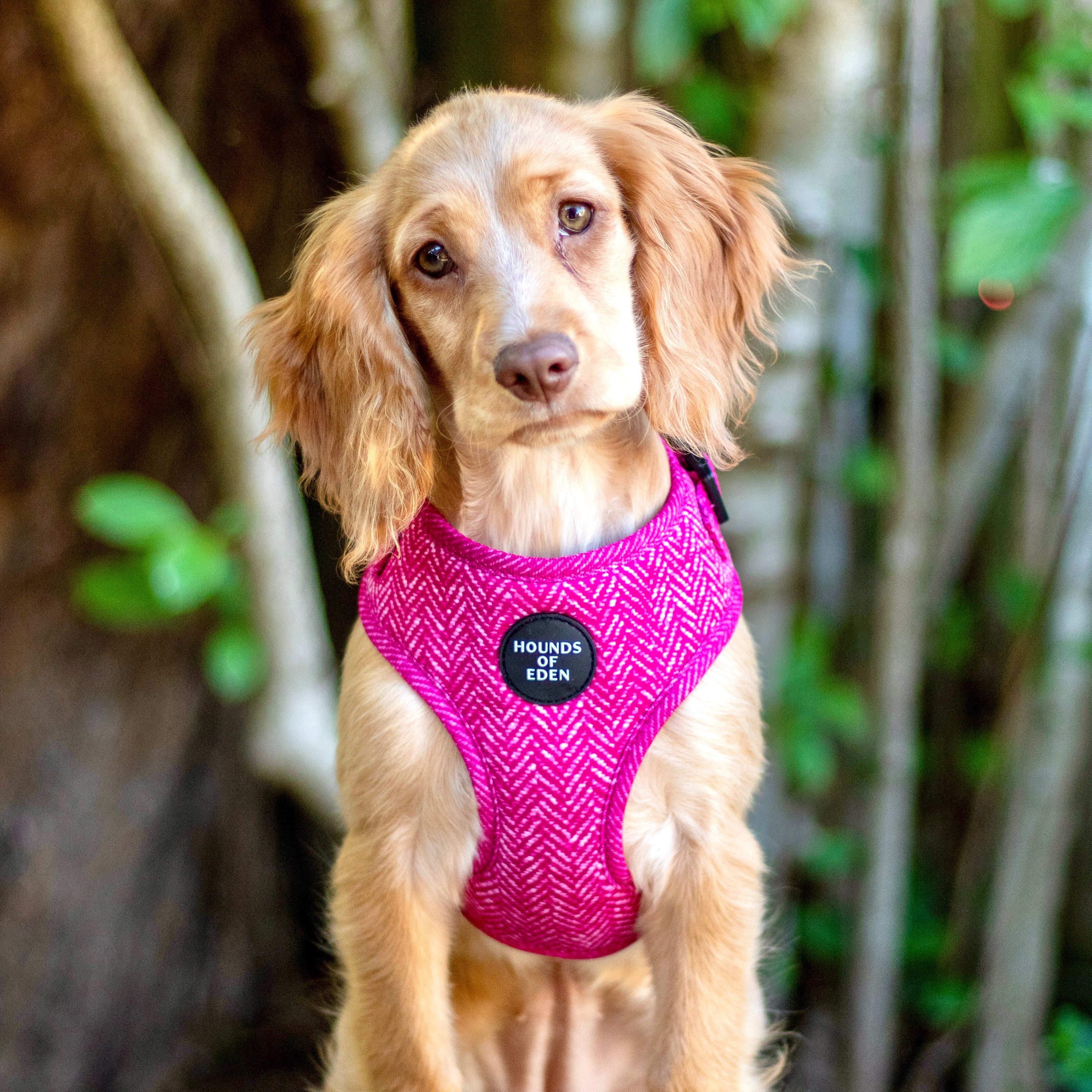 Herringbone dog harness best sale