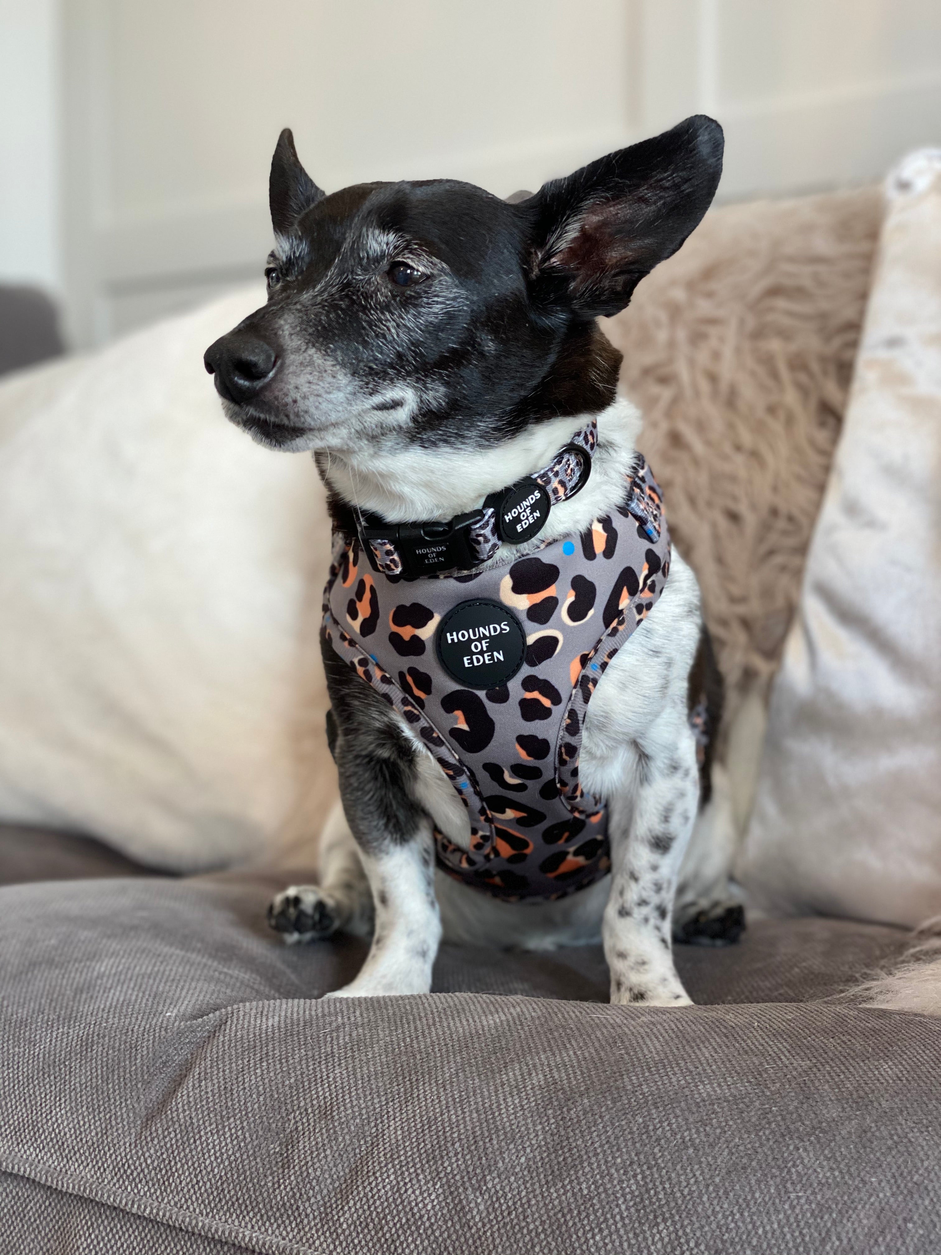 Steel Leopard Khaki Grey Dog Harness