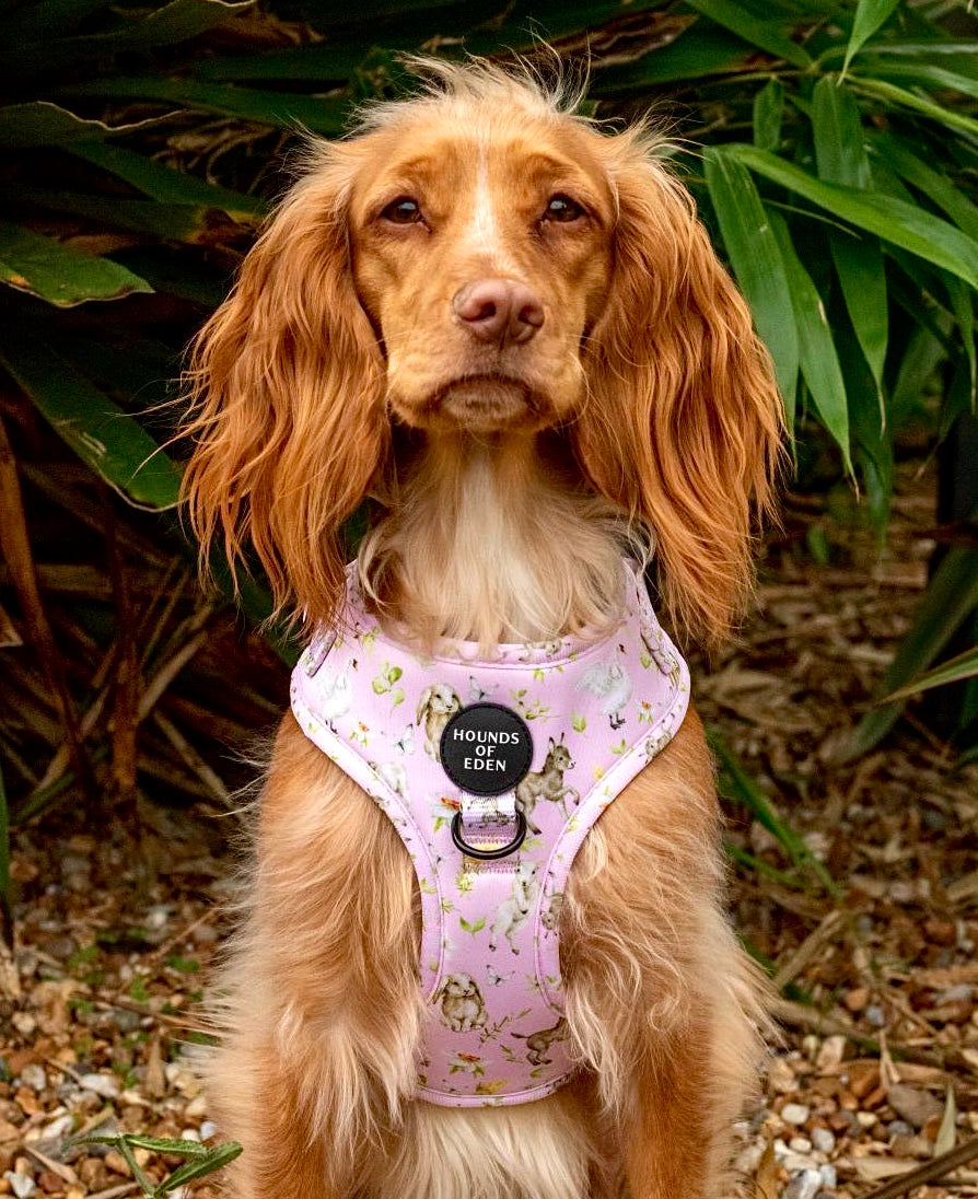 SPRING BABIES Design Dog Harness