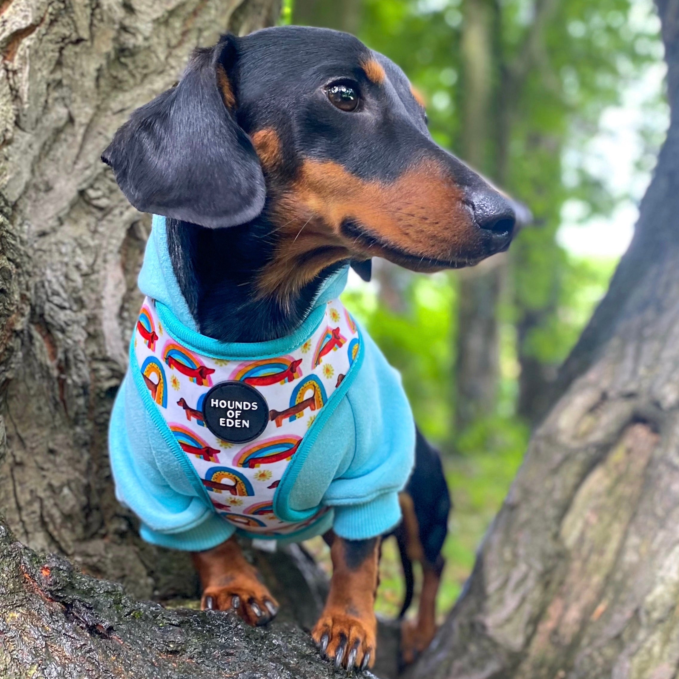 Miniature dachshund harness hotsell