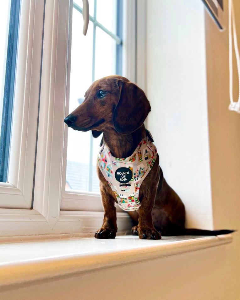 Collar para perro con diseño de perrito en la ventana